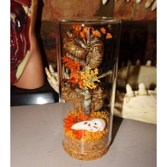 Cicada Skins Autumn Flowers Nature Art Oddity Jar mini Raven Skull goth witchy - Picture 10 of 16